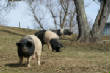 DSC01041.JPG